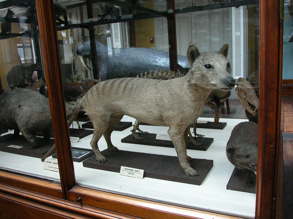 Thylacine Why did the Tasmanian wolf became extinct?