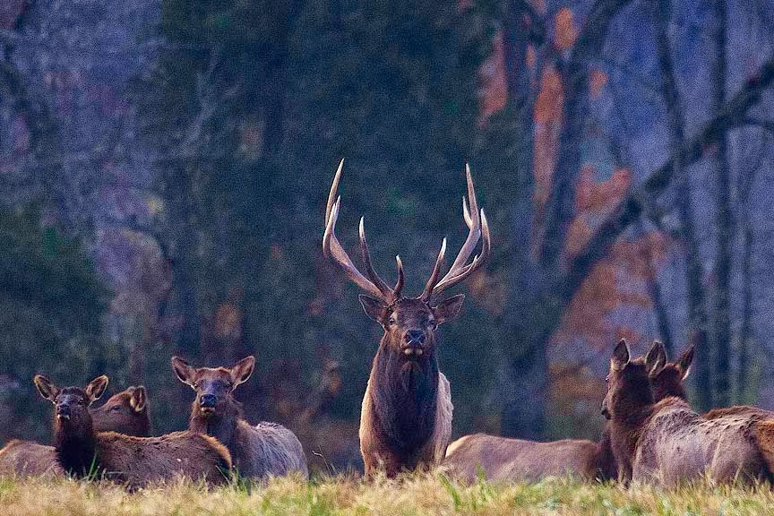 Arkansas Wildlife Photography Godzilla and Harem 11/19/13
