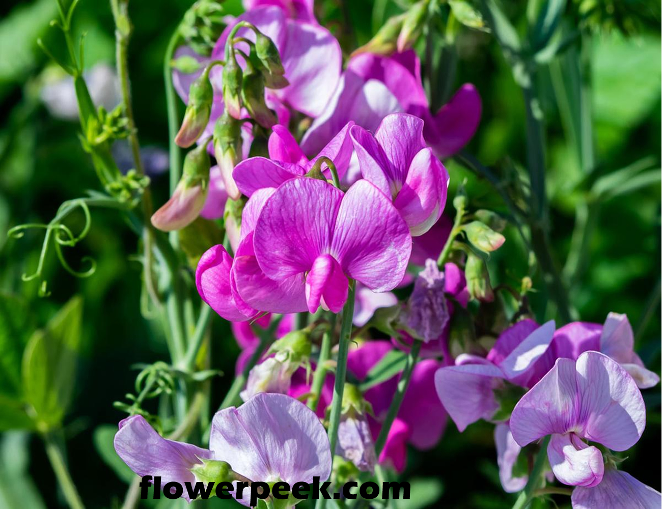 Tips on how to grow Sweet Pea in Pots