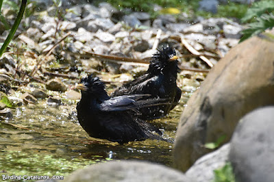 Estornells negres (Sturnus unicolor)