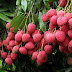 Benefits and Nutrition of lychee