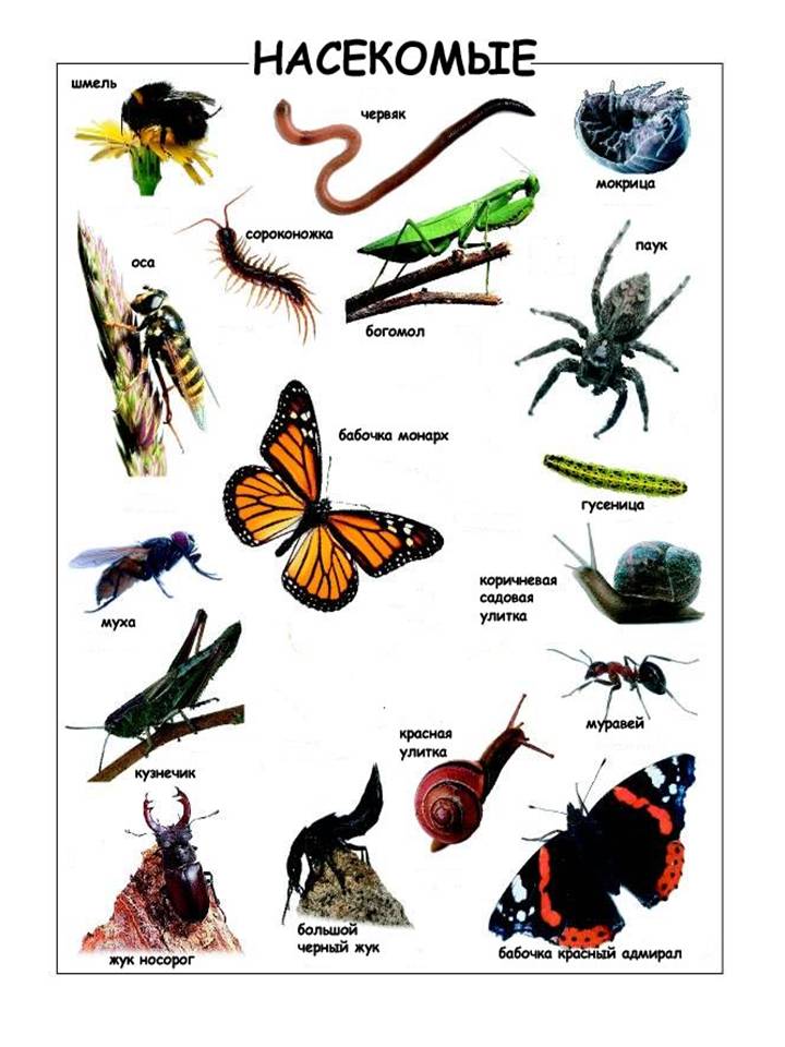 Три названия насекомых. Насекомые картинки. Насекомые названия. Насекомые картинки для детей. Насекомые с названиями для детей.