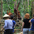 (Open Trip) Paket Wisata Orangutan Tour di Taman Nasional Tanjung Puting