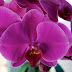 Repotting a Phalaenopsis Orchid