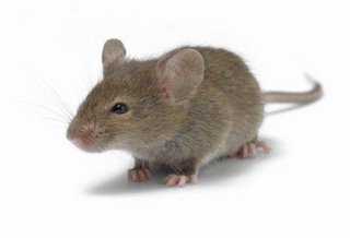 AWAS !! Bahaya virus kencing tikus | CeCiTeR