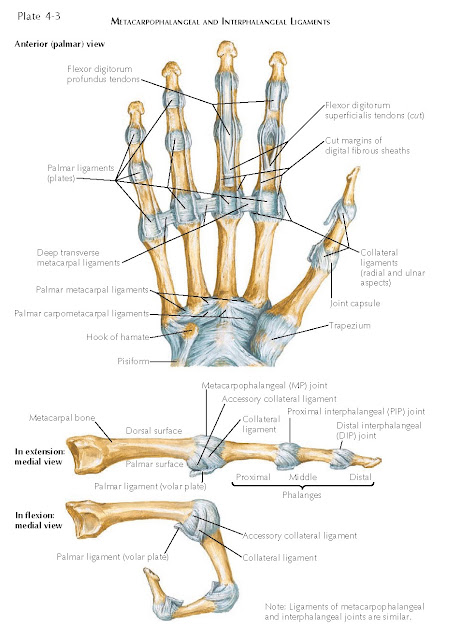 JOINTS OF THE HAND