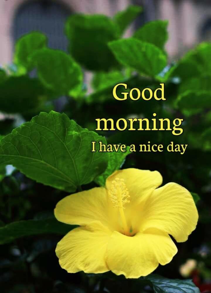 790+ Basking In Good Morning Flower Images | Nature's Hello: Good Morning  Flowers