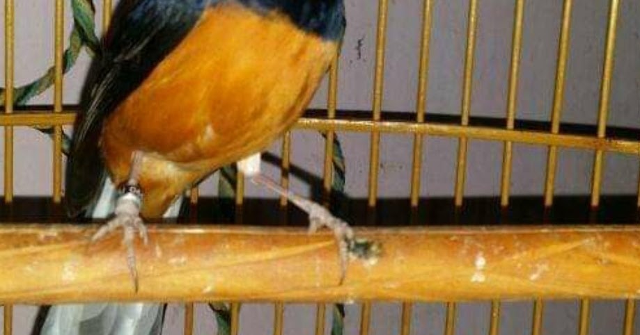 Terapi Murai Batu Macet Bunyi Ampuh HoBinatang