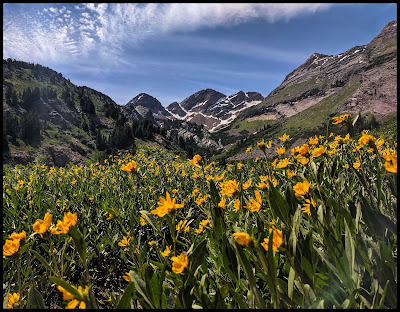 A Field of Yellow Flowers with views of Dromedary Peak on the middle left and O'Sullivan Peak on the middle right and the Twin Peaks on the far right. A Field of Yellow Flowers with views of Dromedary Peak on the middle left and O'Sullivan Peak on the middle right and the Twin Peaks on the far right.