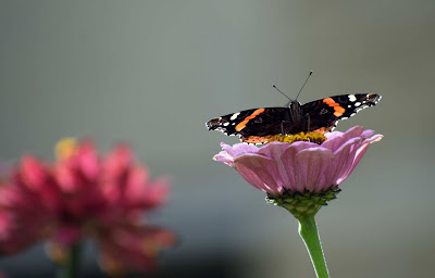 Butterfly near Basile Hall