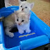 Kittens mata biru~ Si Bulus Siam 