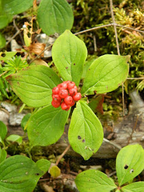 Bunchberry Cornus canadensis at Skyline Trail Cape Breton Highlands National Park by garden muses-not another Toronto gardening blog