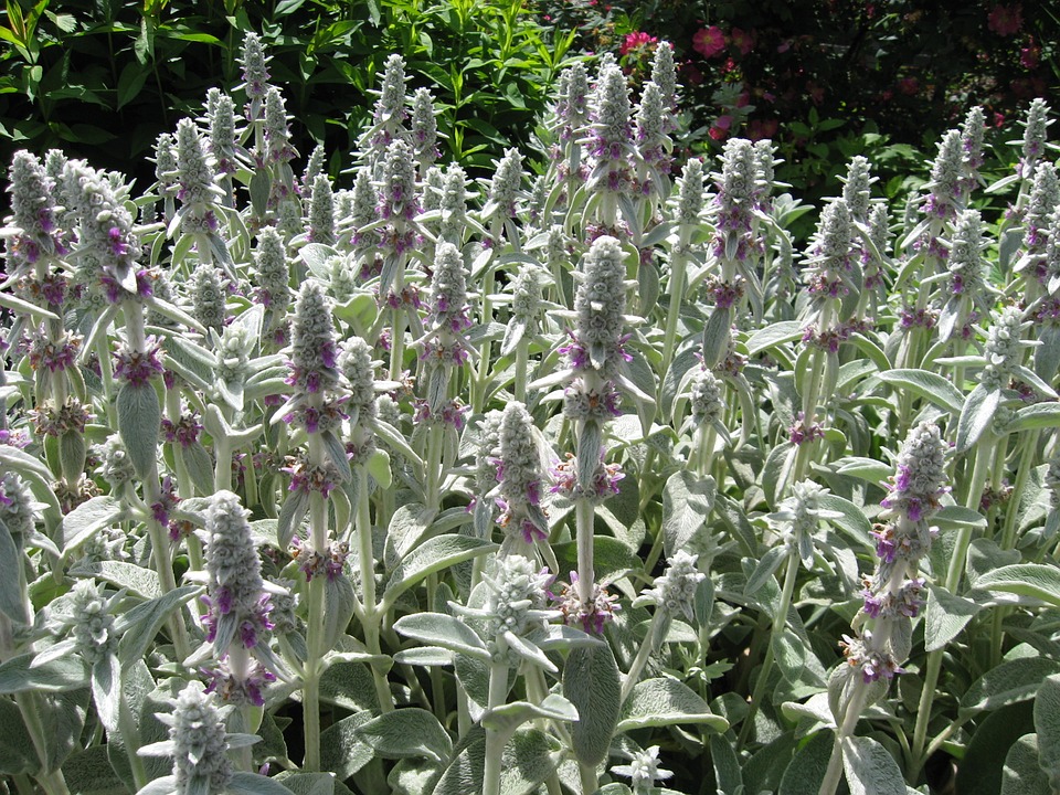 life between the flowers Lambs Ears Stachys byzantina Herbaceous Perennnial