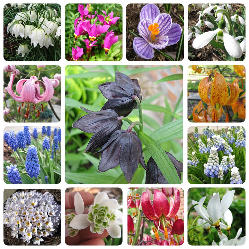 Каталог цветов фотографии названия. Луковичные, лилии, многолетники Весна 2023. Луковичные и клубневые цветы. Корнеклубневые многолетники. Луковичные bесна 2022. Каталог цветов фотографии названия. Луковичные, лилии, многолетники Весна 2023. Луковичные и клубневые цветы. Корнеклубневые многолетники. Луковичные bесна 2022.