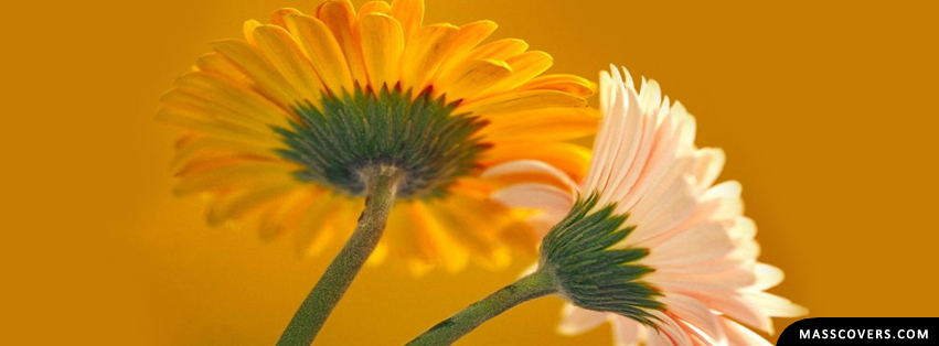 Beautiful Flower FB Cover | FB Cover - Unique Covers For FB Timeline