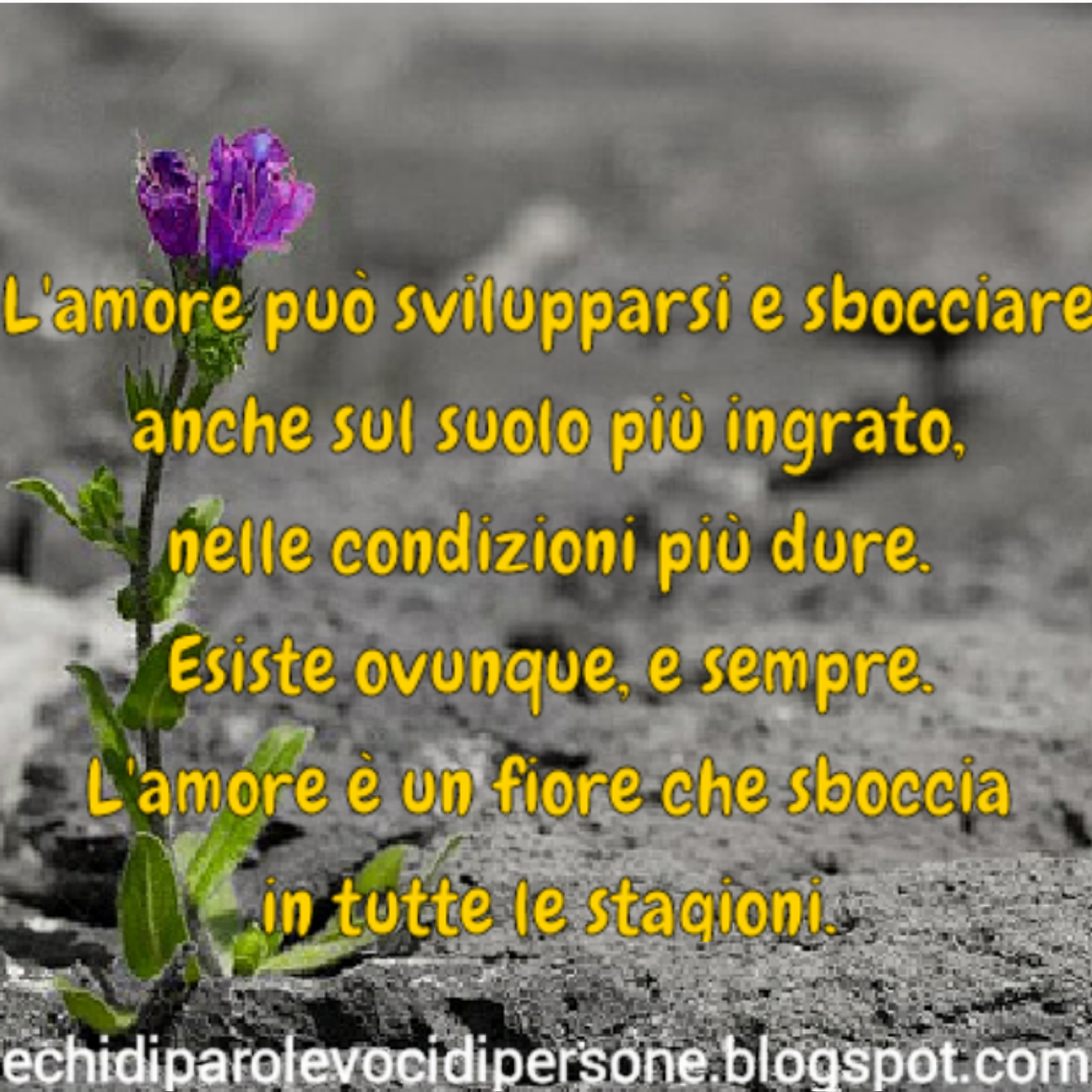 Echi di parole voci di persone: L'amore può svilupparsi e sbocciare