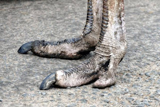 Ostriches feet enable them to run. they are the second most dangerous birds.