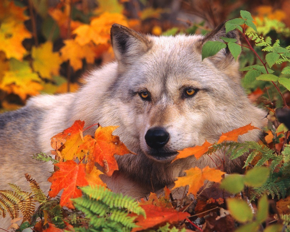 White Wolf : Wolf Autumn (Video)