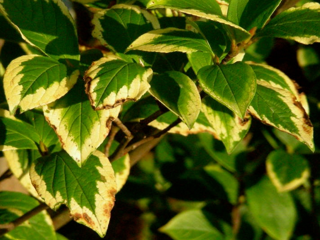 CIBERCIENCIAS 2016: ¿Cómo las plantas obtienen sus nutrientes?