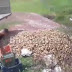 Korça farmers throw-away tons of potatoes, just 60% has been sold because of the pandemics