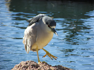 Water Bird Photo
