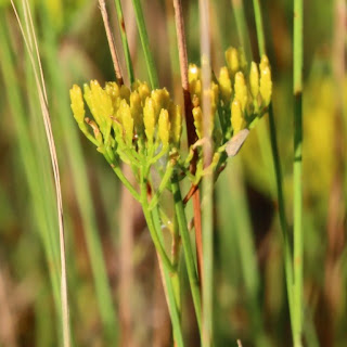 Pineland Rayless Goldenrod - Bigelowia nudata