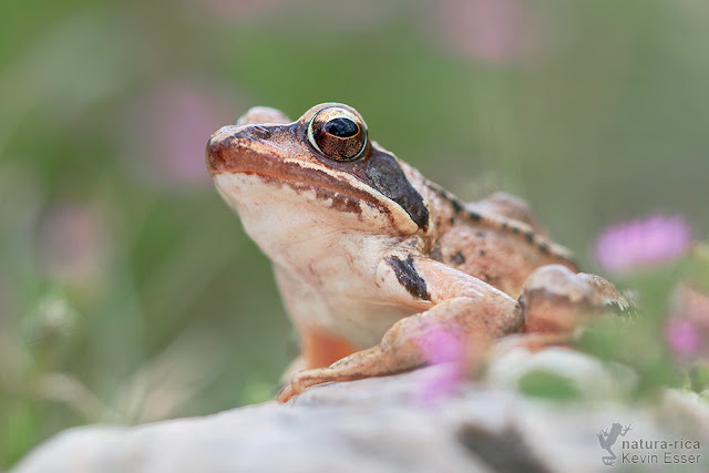Rana dalmatina - Agile Frog