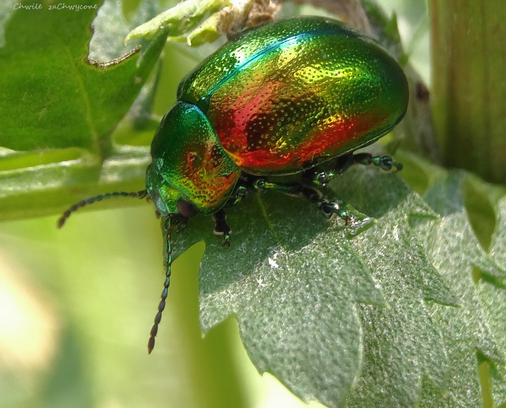 Chwile zaChwycone Chrysolina graminis chrząszcz metalik