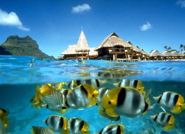 how to get to bunaken island, bunaken national marine park, wisata bunaken, bunaken adalah, bunaken island resort, bunaken miscrits, bunaken map, bunaken resort, how to get to bunaken island, bunaken national marine park, wisata bunaken, bunaken adalah, bunaken island resort, bunaken miscrits, bunaken map, bunaken resort,