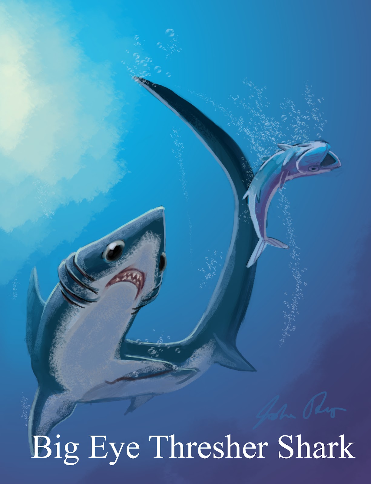 Joshua Otero: Big Eye Thresher Shark- Shark Week!