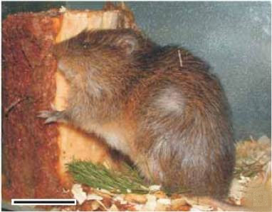 Rata pitoca Euryzygomatomys spinosus