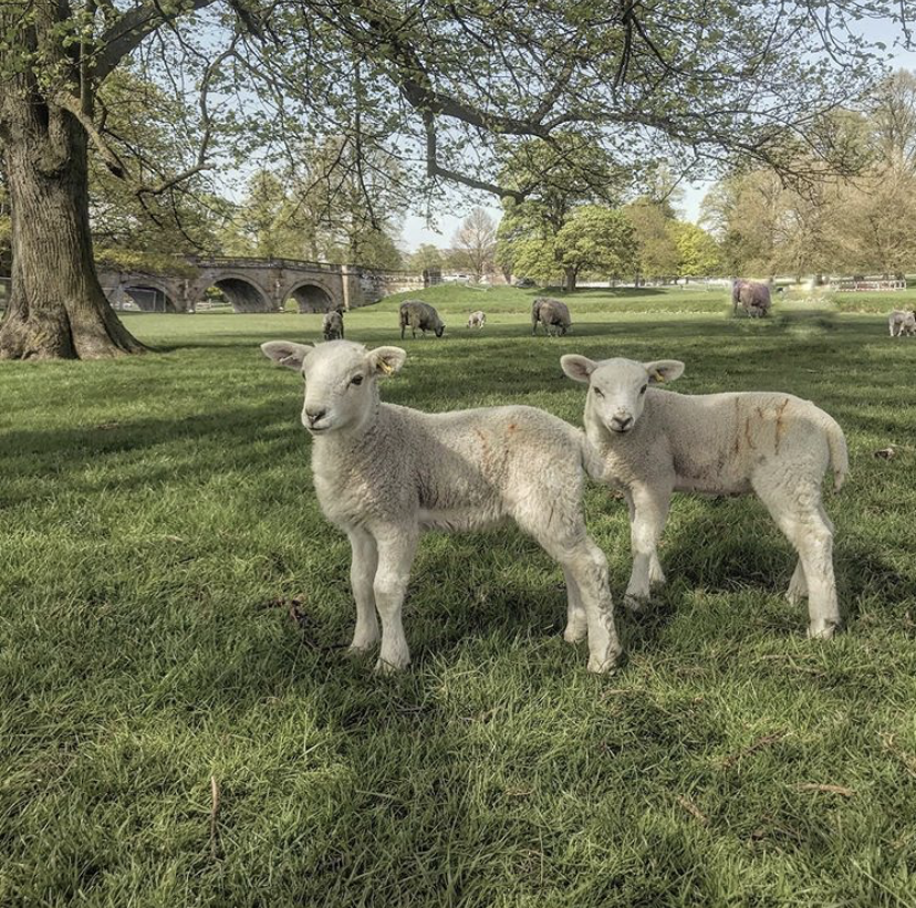 From Instagram | At Home With: Nicolas Fairford