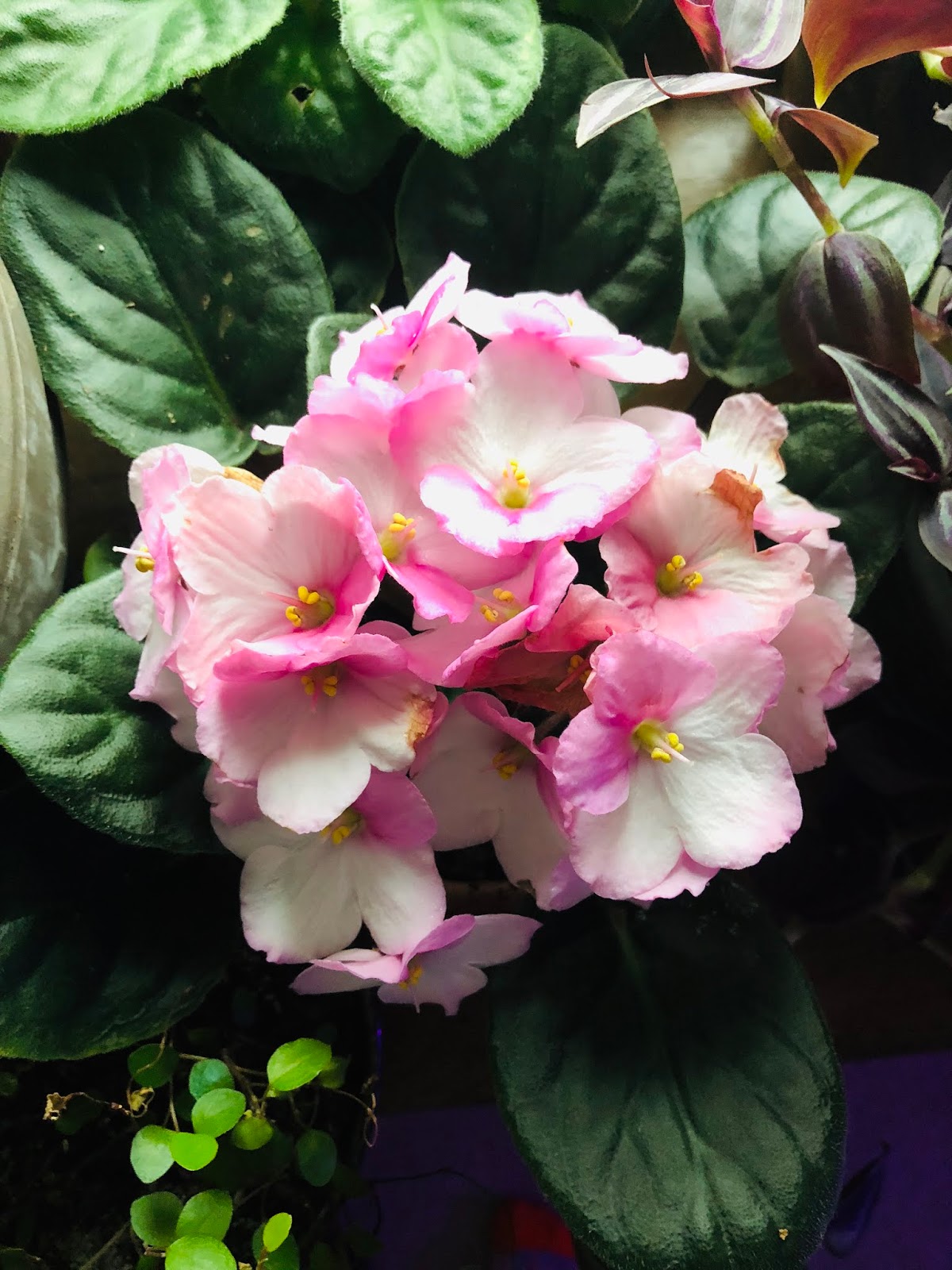 Lily's Indoor Jungle African Violet Care