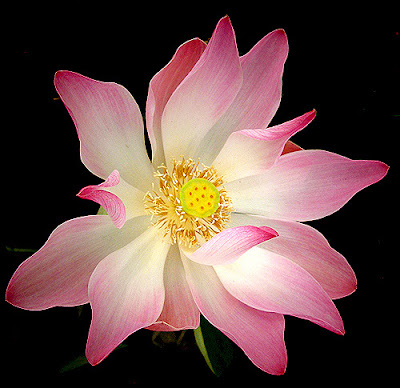 Macro Photography Tips for Point and Shoot Digital Cameras