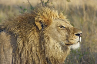 Lion Images Lion Images