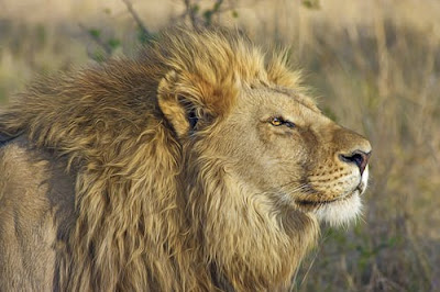 Lion Images Lion Images
