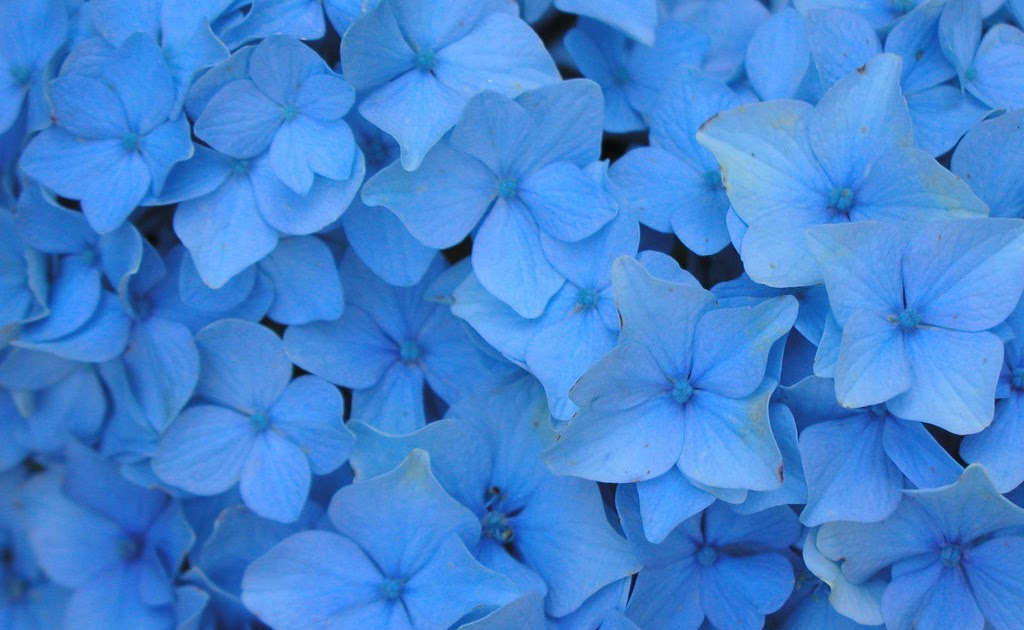 Что означает синие цветы. Голубой цвет во сне. К чему снятся голубые цветы. К чему снится голубой цвет. Мин снов в голубом цвете.