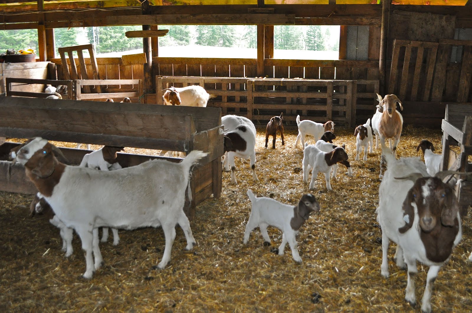 Inside Goat Barn