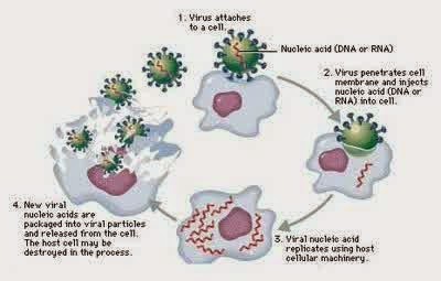 proses replikasi virus herpes