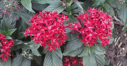 Talking To Plants Weigelas