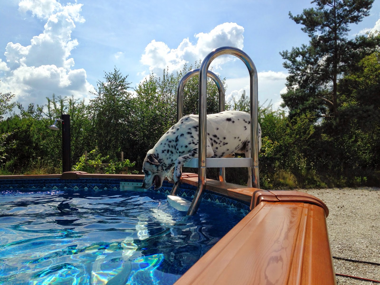 Die Alltagsgourmets Mein Hund ist ein Fischotter