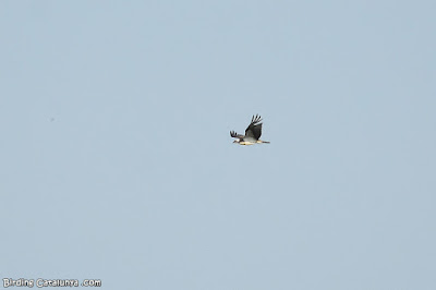 Àguila pescadora