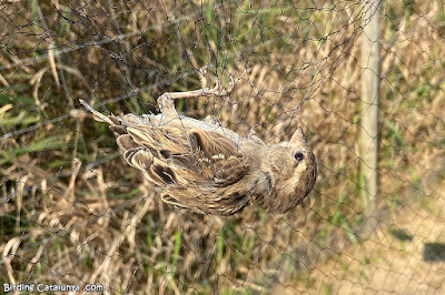 Pardal comú (Passer domesticus)