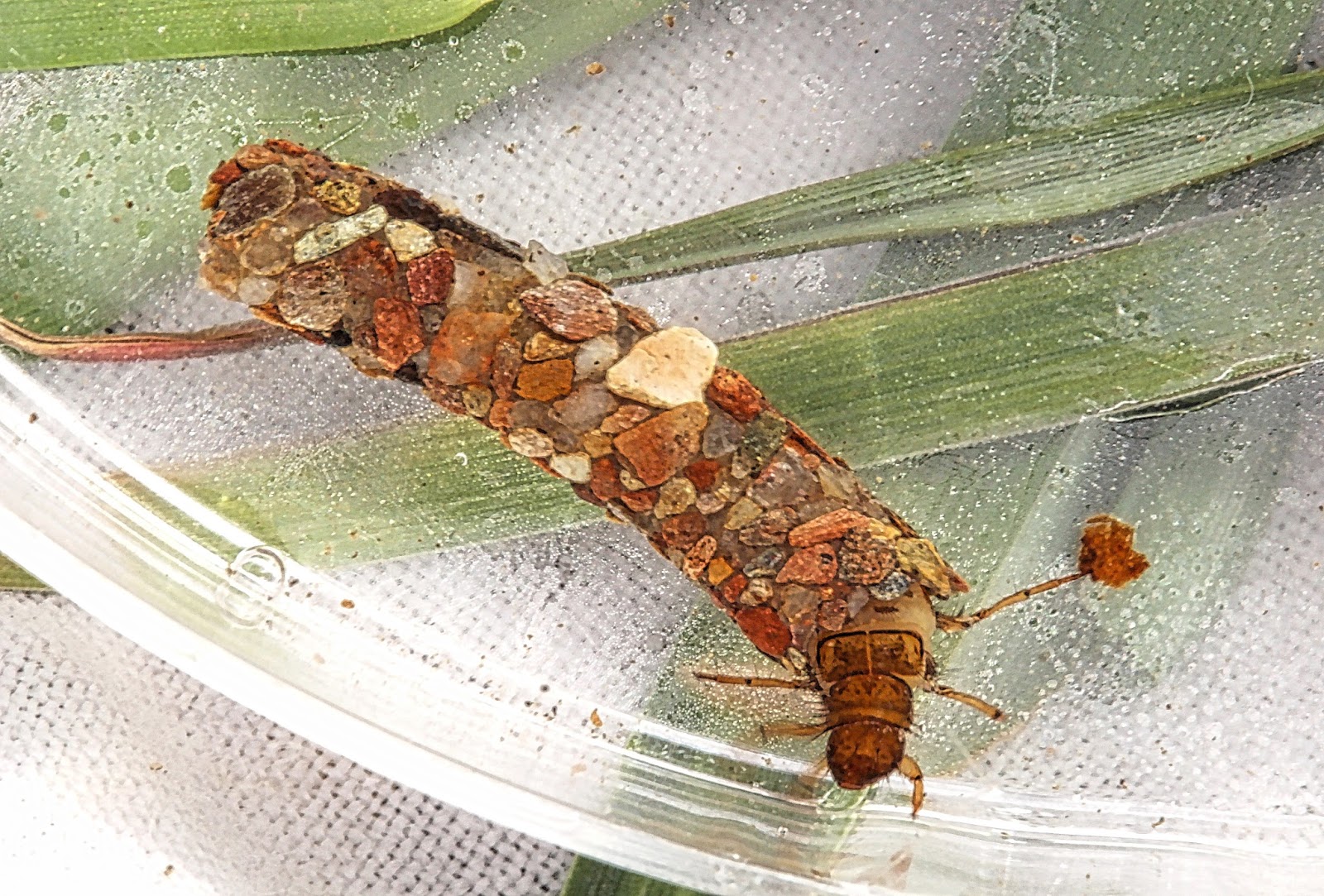 Caddisfly