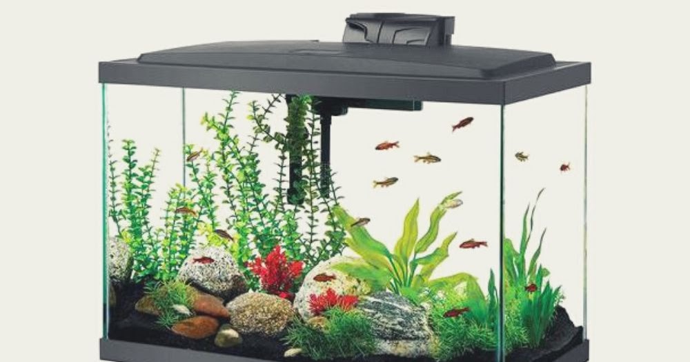 How to take care of a freshwater tropical aquarium Healthy Water