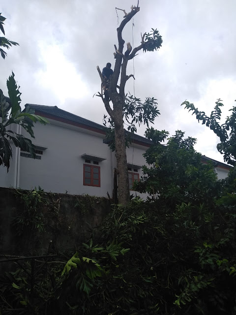 Jasa Tebang Pohon Yogyakarta