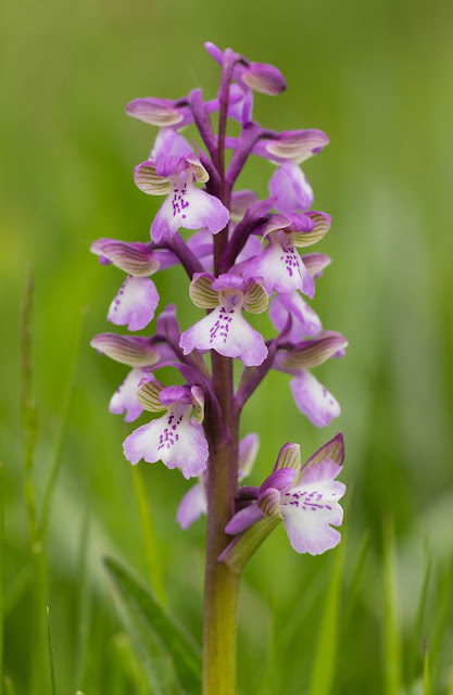 Green-winged Orchid - Muston Meadows, Leicestershire