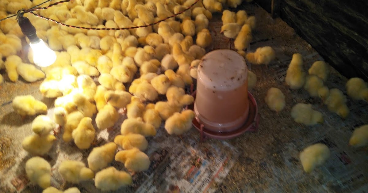 How to analysis the estimate cost of 1000 broilers chicken ll estimate