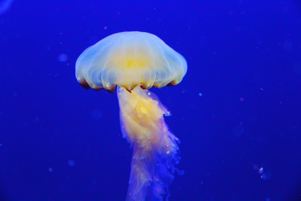 16 Amazing Facts About Jellyfish In Hindi