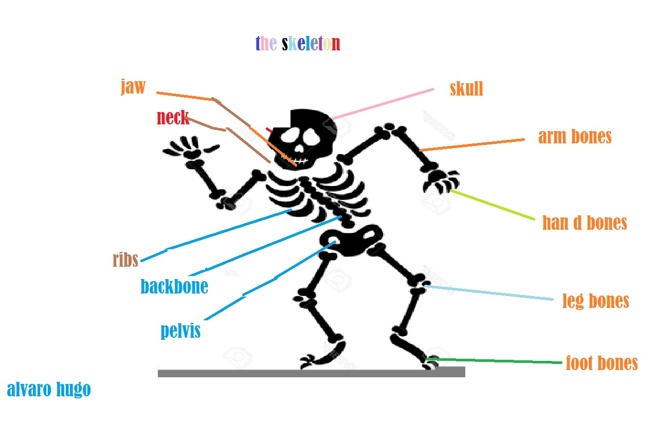 Seneca School - Year 1-2 - Science / English: NS - THE SKELETON - Projects